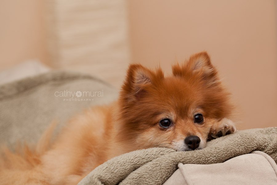  A Pomeranian, the Canine Baby Sitter relaxing on the sofa - Captured by a Glendale Lifestyle Pet Photographer, Cathy Murai Photography