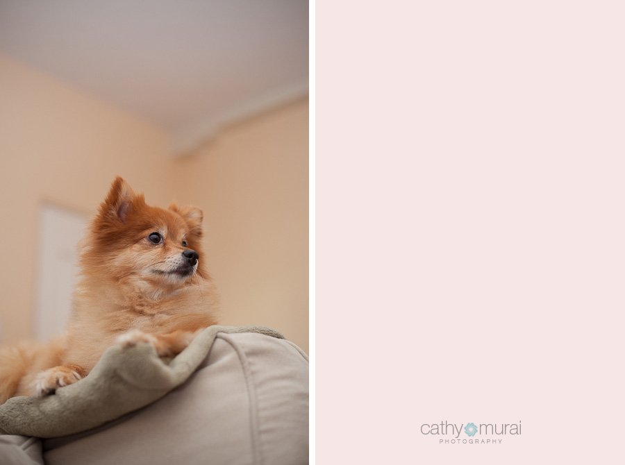 A Pomeranian, the Canine Baby Sitter, oversees her family from the sofa - Captured by a Glendale Lifestyle Pet Photographer, Cathy Murai Photography