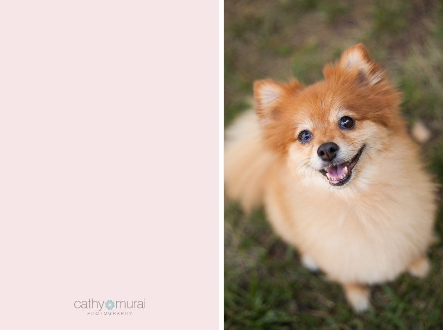 A Pomeranian beautiful eyes and smile - Captured by a Glendale Lifestyle Pet Photographer, Cathy Murai Photography