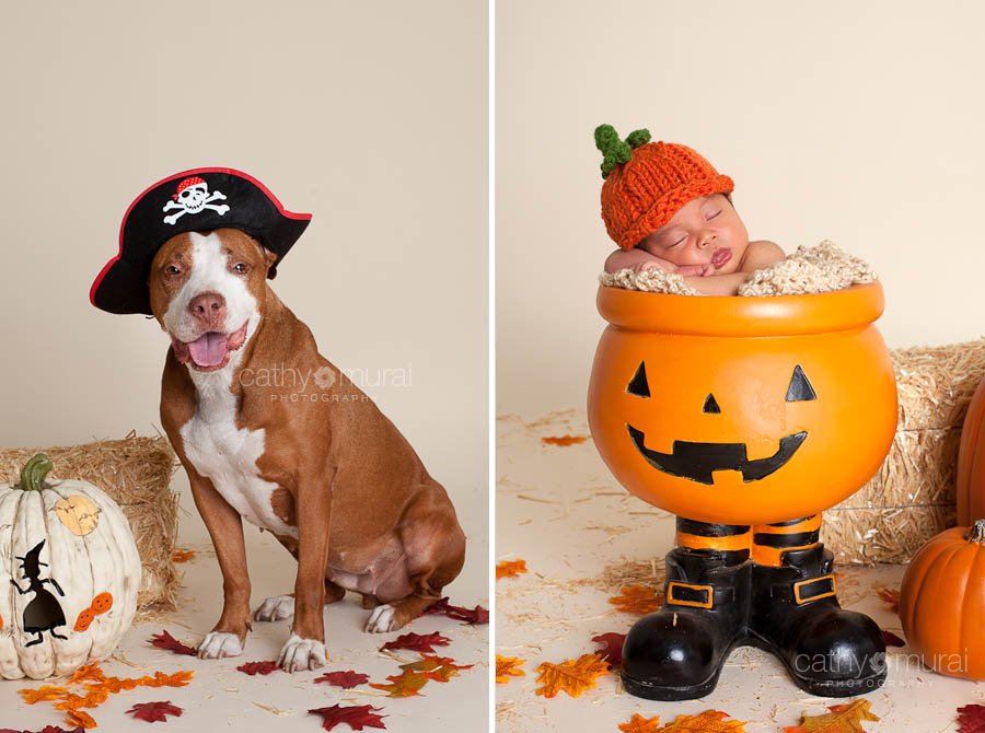 A female pitball family dog dressed up as pirate for Halloween portrait session her newborn brother wearing a pumpkin hat