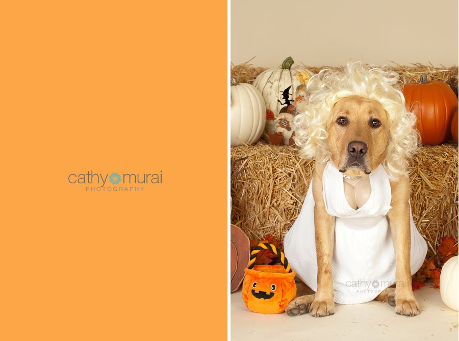 A male yellow labrador dog dressed up as Marilyn Monroe for Halloween portrait session