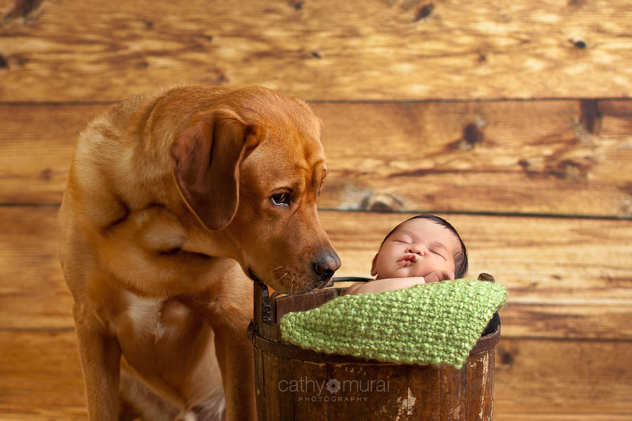 Newborn with a Family Dog Portrait | Los Angeles (Alhambra) Newborn and Pet Photographer, Cathy Murai Photography