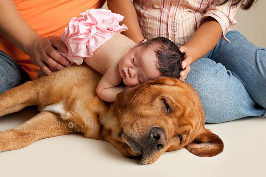 Newborn and dog, Baby and Dog, Newborn and family dog, Newborn and Pet, Precious Asian Newborn Baby Girl in a pink diaper sleeping together on her family dog, Labrador, in the family portrait while dad and mom holds her head and legs in the picture captured by Los Angeles, Southern California, Pasadena, south Pasadena, Alhambra, San Gabriel Valley Newborn Photographer, Pet Photographer, Family Photographer, Cathy Murai Photography