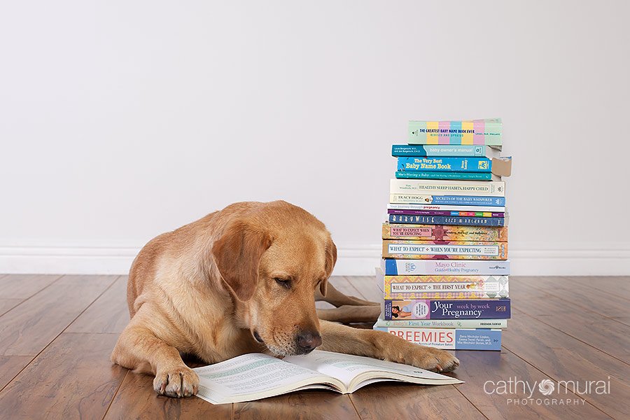 A yellow labrador, who is expecting a baby sister, reading many books about pregnancy, newborn, and child care