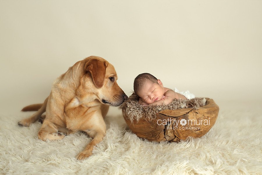 Asian 2 weeks newborn baby girl posing and sleeping on brown furry prop / blanket inside the wooden puzzled bowl on flokati rug, tan in front of ivory background with a family dog. Alhambra, San Gabriel Valley, Los Angeles, CA  tudio Newborn Photographer, Cathy Murai Photography 