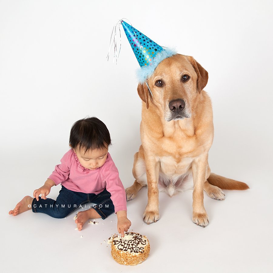 A dog wearing a birthday hat sitting in front of the birthday cake from three dogs bakery for the Dog cake smash session.  Cathy Murai Photography Los Angeles Alhambra South Pasadena San Marino Pet and baby photographer