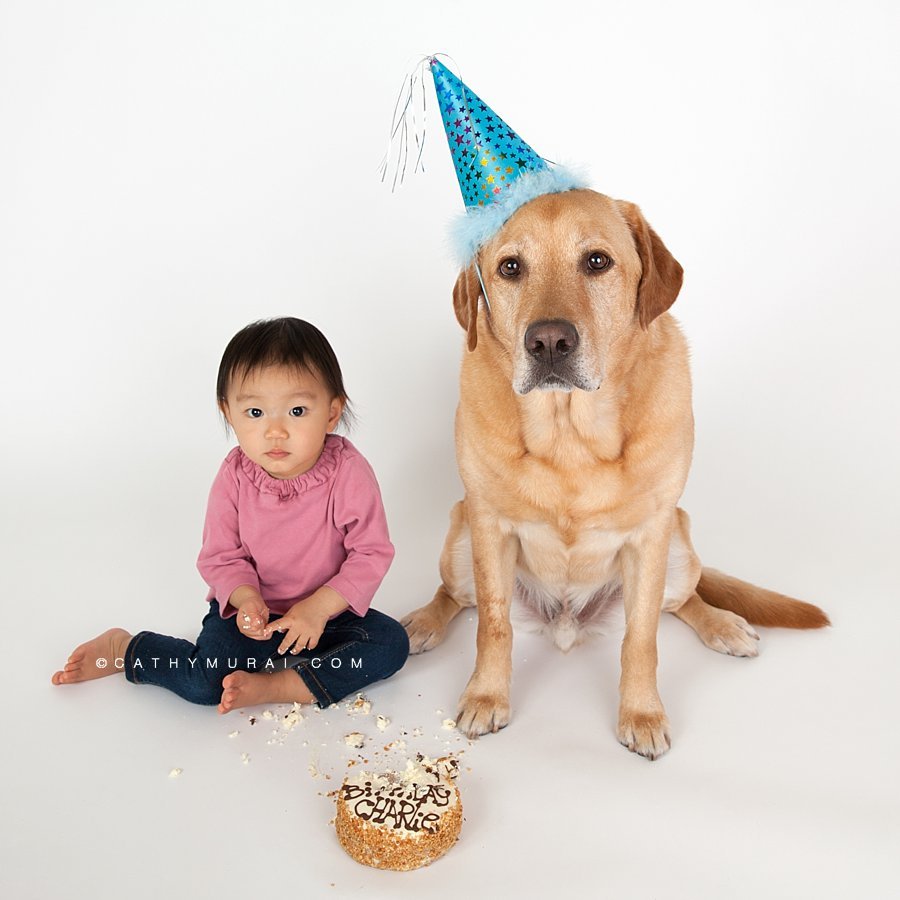 A dog wearing a birthday hat sitting in front of the birthday cake from three dogs bakery for the Dog cake smash session.  Cathy Murai Photography Los Angeles Alhambra South Pasadena San Marino Pet and baby photographer