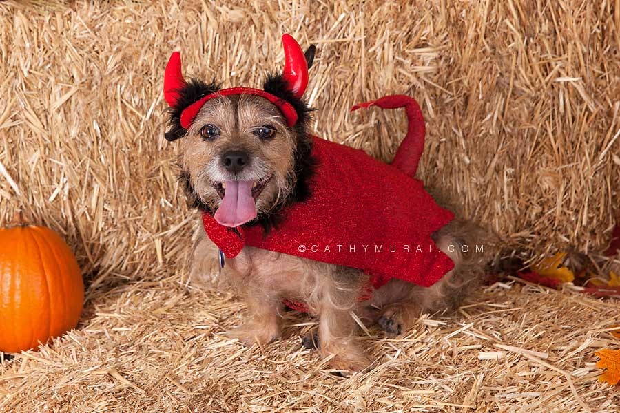 devil dog costume, Happy Halloween, Los Angeles Halloween Photographer, Halloween Mini Session, Hay and pumpkins, fall leaves