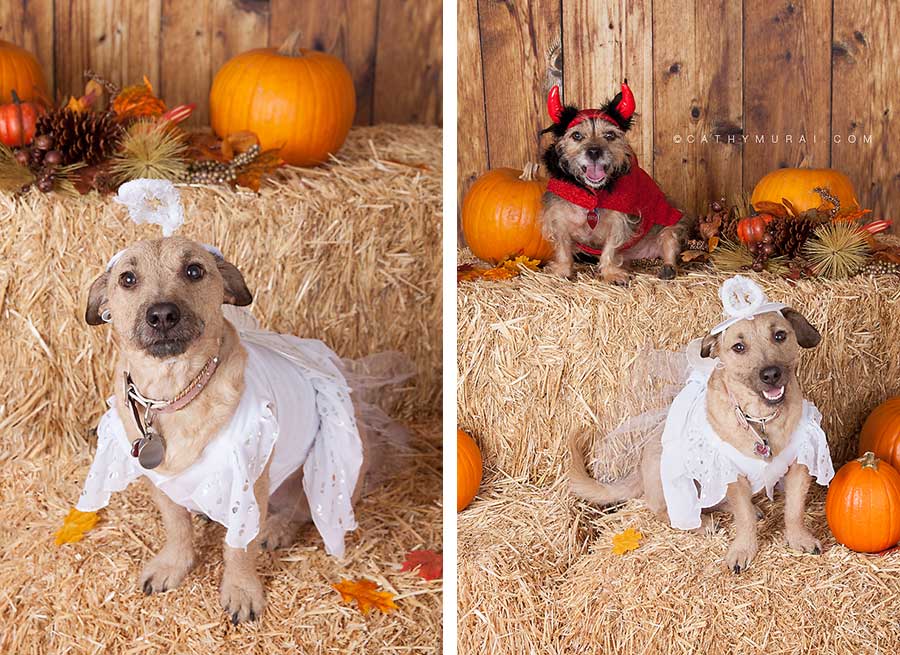 dog in angel costume, dog in devil costume, angel and devil costumes, Happy Halloween, Los Angeles Halloween Photographer, Halloween Mini Session, Hay and pumpkins, fall leaves