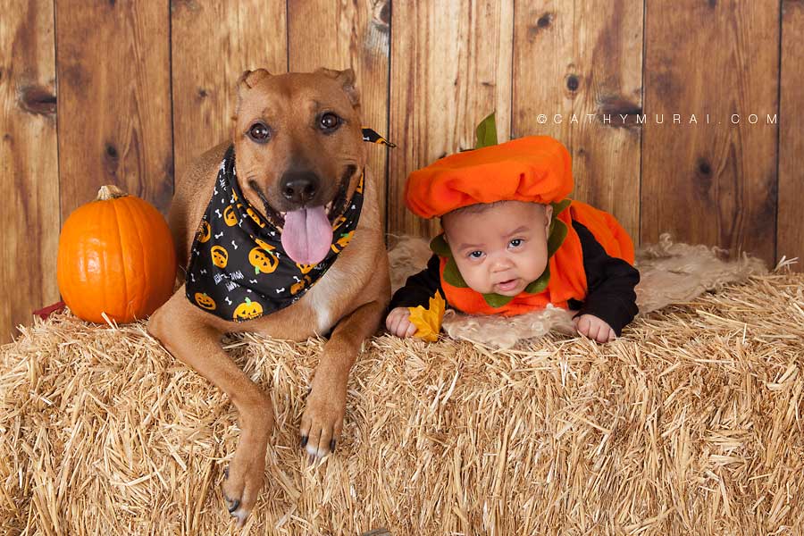 dog and a baby on tummy time, pumpkin costume, Happy Halloween, Los Angeles Halloween Photographer, Halloween Mini Session, Hay and pumpkins, fall leaves