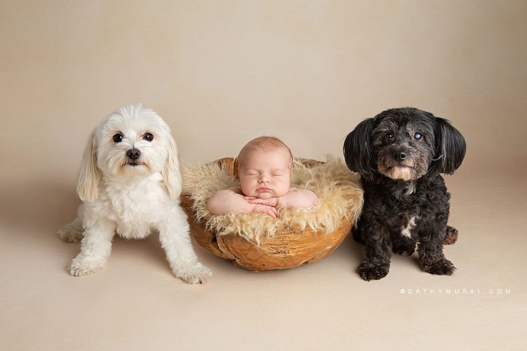 Newborn portrait including two family dogs (baby and fur-babies). Newborn baby and two dogs posing during the photo session at Cathy Murai Photography studio in Irvine, CA